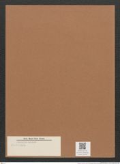 Navicula sp. (de-Toni-Nr.: Genus 1) Zeichnungen Sammlung Grunow Mappe 00706 (Herbarium_W_Grunow_drawings_Folder_00706)